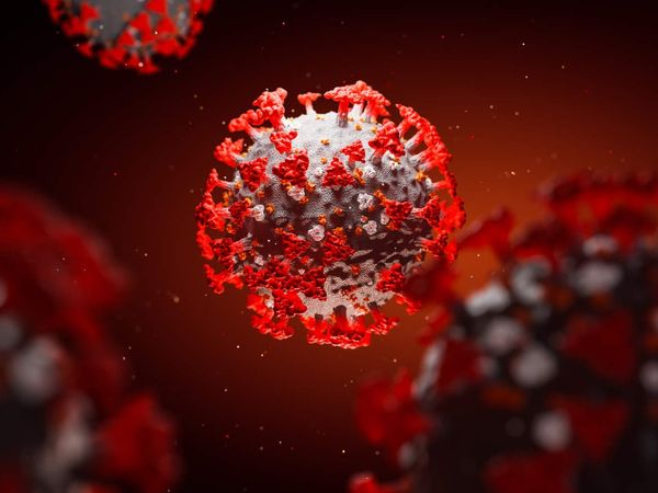 coronavirus updates in MP