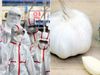  Coronavirus if garlic is helpful to protect from deadly virus know how to deal with it and who are more prone to it