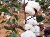 Cotton Import: पाकिस्तानी अर्थव्यवस्था को उबारने के लिए इमरान खान ने लिया यह फैसला