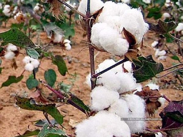 Cotton Import: पाकिस्तानी अर्थव्यवस्था को उबारने के लिए इमरान खान ने लिया यह फैसला