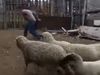 Sheep Funny Video Sheep Attack on Couple Viral Video in Hindi