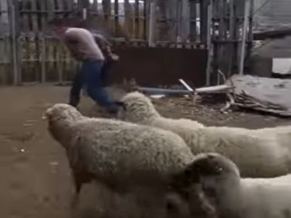 Sheep Funny Video Sheep Attack on Couple Viral Video in Hindi