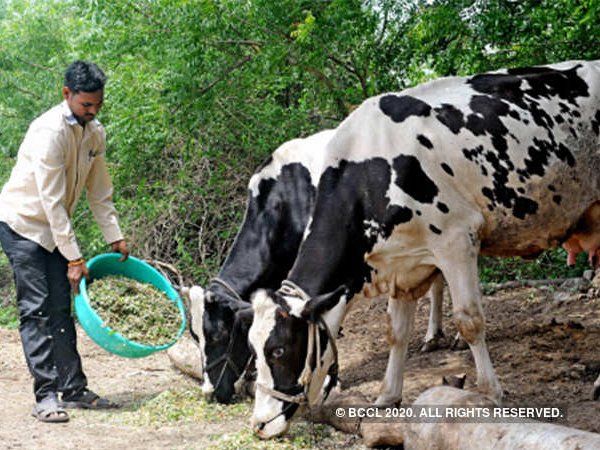 Special coat to protect the cows from cold