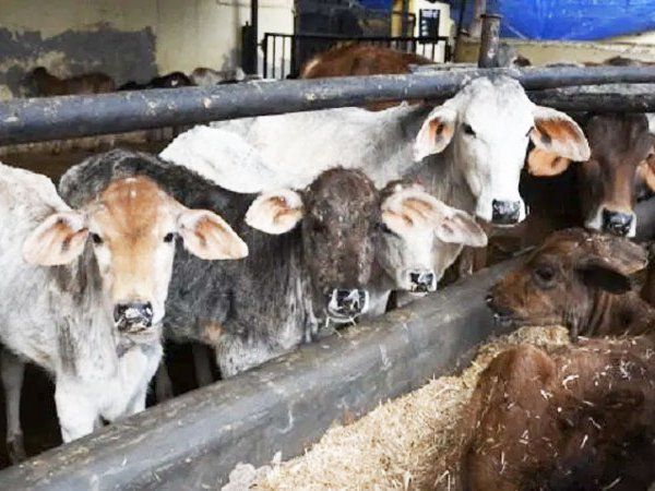 Zubaid-ur-Rehman named his cowshed after Lord Krishna 65 cows take care of themselves in UP
