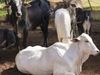 Karnataka farmer complains to police about his cows not giving milk Know About Truth