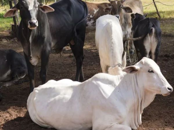 Karnataka farmer complains to police about his cows not giving milk Know About Truth