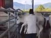 Man Beats Cow Calf Took Revenge Video Goes Viral