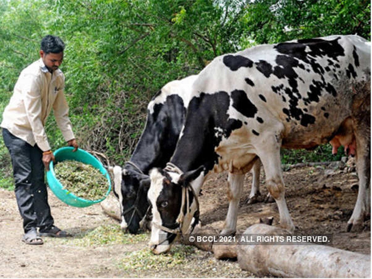 Gau Vigyan Exam 2021: गाय के बारे में कितना जानते हैं आप? ऑनलाइन परीक्षा देकर बनें विशेषज्ञ, पाएं इनाम