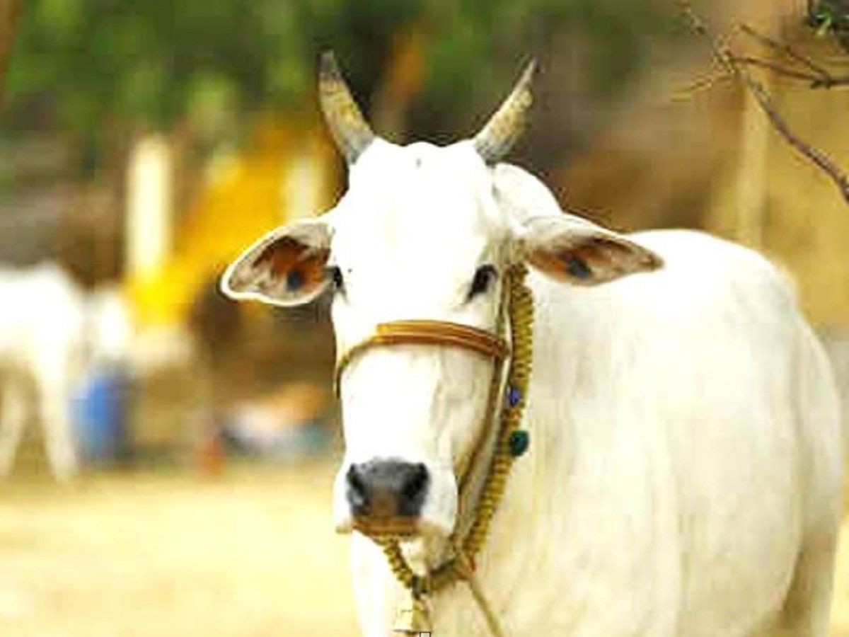 'गाय के कल्याण से देश का कल्याण होगा'; इलाहाबाद हाई कोर्ट ने कहा- राष्ट्रीय पशु घोषित हो गाय