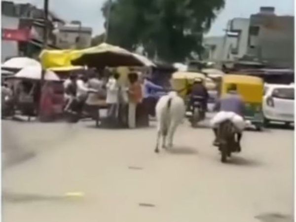 Cow Viral Video cow fell behind the biker then what happened watch viral video in hindi