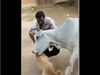 Man harassing dog gets mauled and pushed to the ground by a cow watch viral video