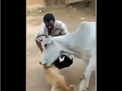 Man harassing dog gets mauled and pushed to the ground by a cow watch viral video Man harassing dog gets mauled and pushed to the ground by a cow watch viral video
