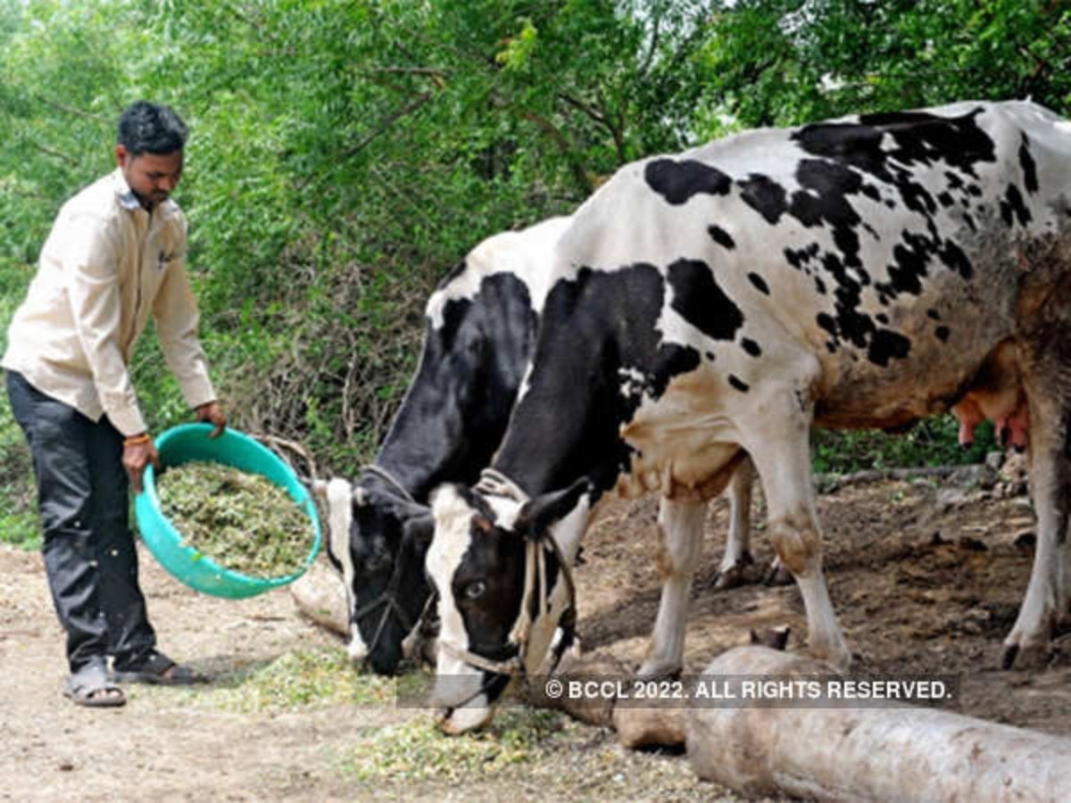 गोबर के बाद अब यहां गोमूत्र खरीदेगी सरकार, जानिए क्या मिलेगा बदले में दाम
