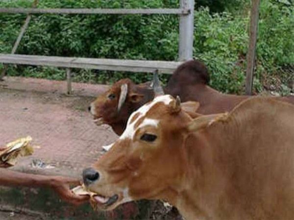  First Bread For Cow Benefits
