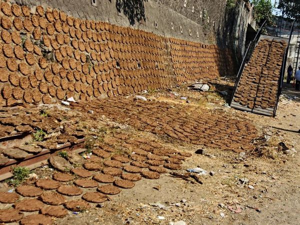 Gobar therapy in Ahemadabad: गोबर थेरैपी के जरिए कोरोना संक्रमण से बचने की कवायद, उम्मीद या अंधविश्वास