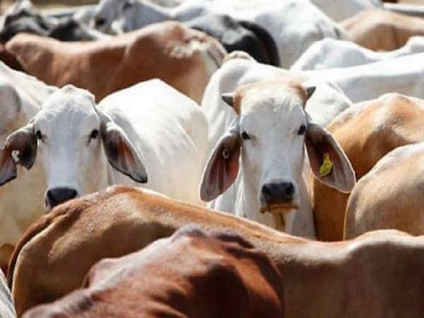 Cow Slaughter: इलाहाबाद HC की तीखी टिप्पणी, यूपी में गोहत्या के खिलाफ बने कानून का हो रहा है दुरुपयोग