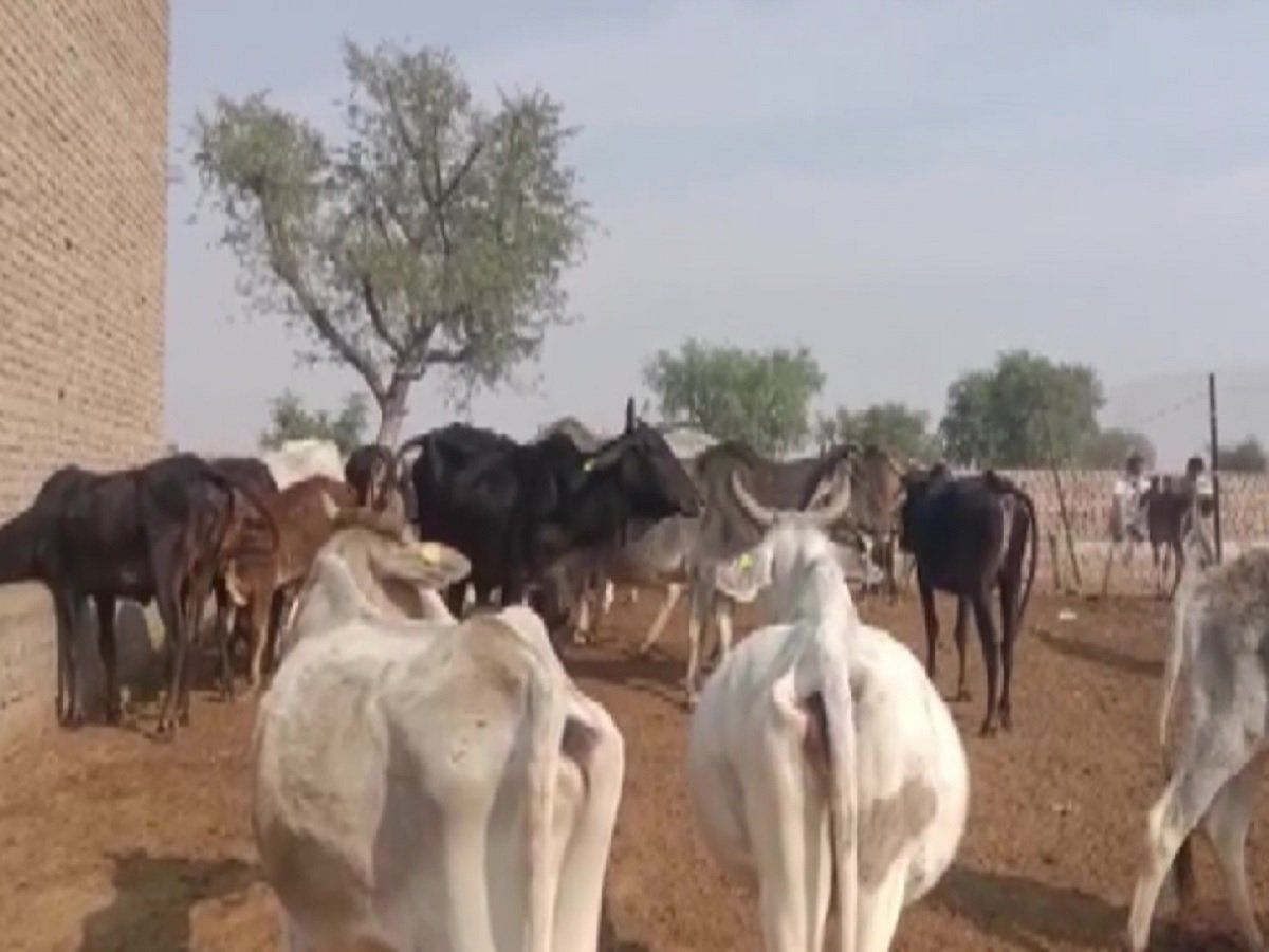 Rajasthan: चुरू में 94 गायों की मौत, कारणों का पता लगाया जा रहा