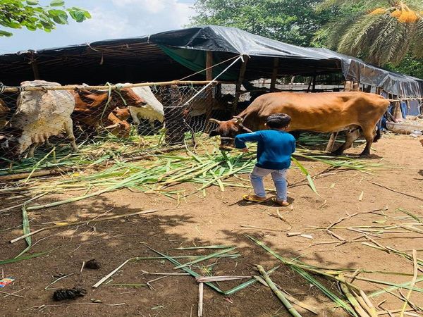 Model Gaushala to be built in Varanasi