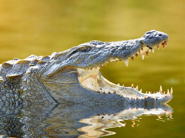 A crocodile caught the cheetah in 5 seconds video goes viral