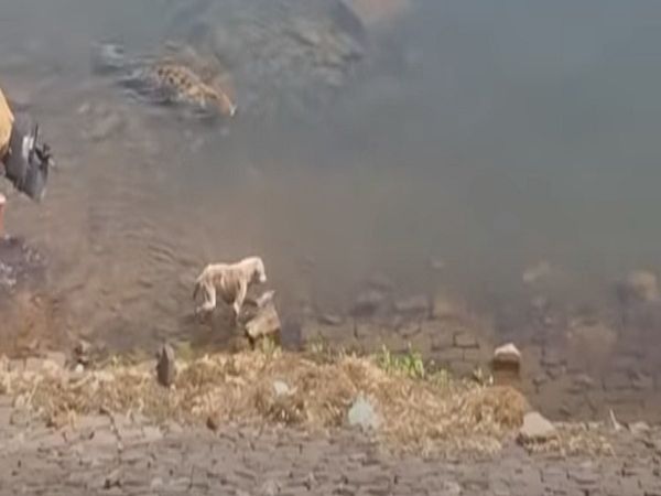 भूख से बिलबिलाए मगरमच्छ ने इस तरह कुत्ते का किया शिकार, देखें [VIDEO]