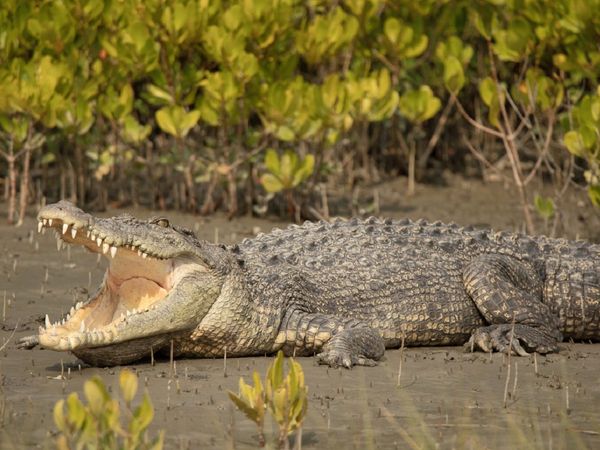 रिहायशी इलाके में मगरगच्‍छ से लोगों में दहशत पैदा हो गई है 