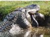 Viral Video Crocodile eats 6 foot alligator watch shocking viral video