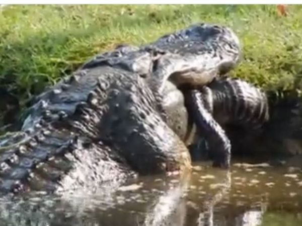 Viral Video Crocodile eats 6 foot alligator watch shocking viral video