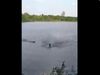  Crocodile Attack on Swimmer During Swimming Watch Shocking Viral Video