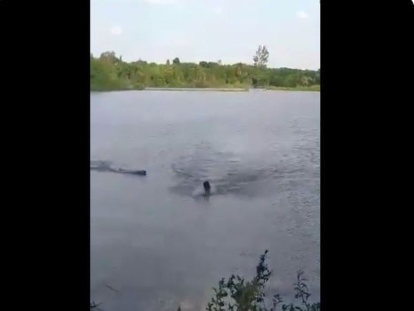  Crocodile Attack on Swimmer During Swimming Watch Shocking Viral Video