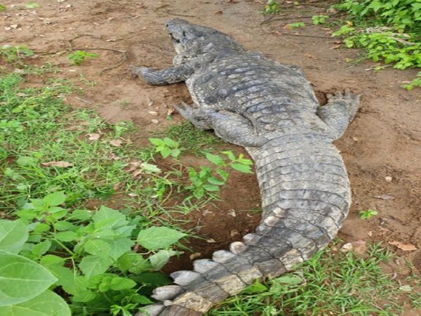 Crocodile found in the farm in Hathras, UP, panic in the area, crowd gathered to see