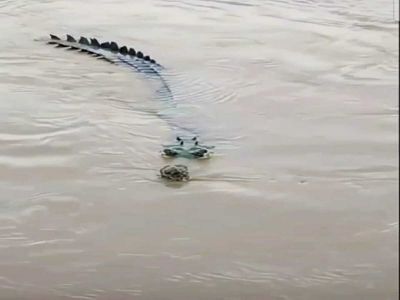 crocodile in ghaziabad crocodile in ghaziabad