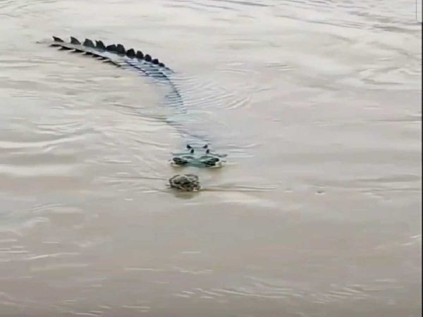 crocodile in ghaziabad