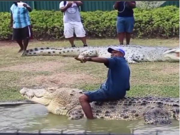 Man Dance on Giant crocodile Shocking Video Goes Viral on Social Media