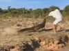 Viral Video Crocodile Attack On Man Watch Shocking Video