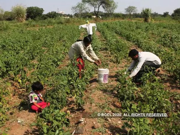 PM Fasal Bima Yojana: Rs 4688 crore to be deposited in 20 lakh farmers' account, know how to apply in PMFBY