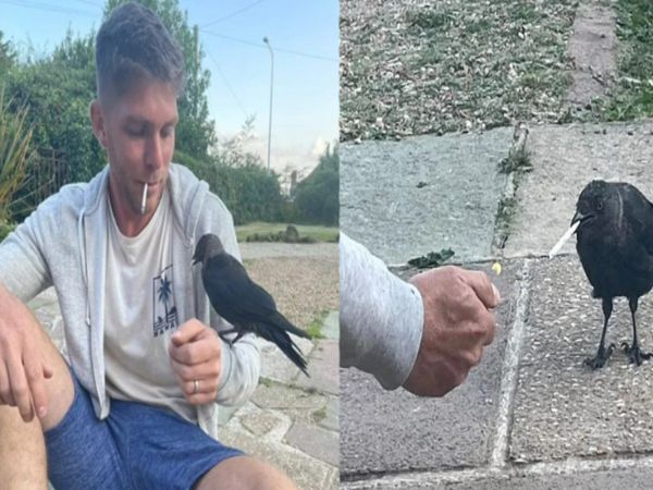 Cow and man enjoy cigarette together then what happened know about shocking truth