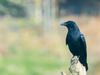 Crow Importance on Pitru Paksha 2022