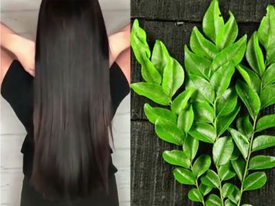 Hair care Tips know how to use curry leaves for hair growth in hindi सफेद  और झड़ते बालों को रोकने के लिए वरदान है करी पत्ता, जानें कैसे करें इस्तेमाल