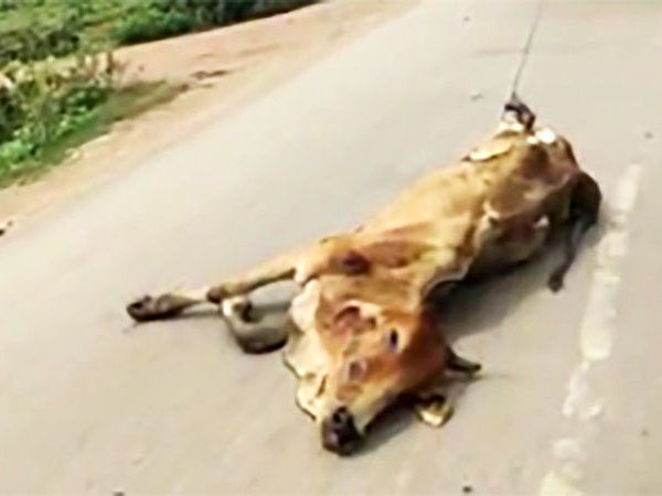 dead cow dragged by jcb