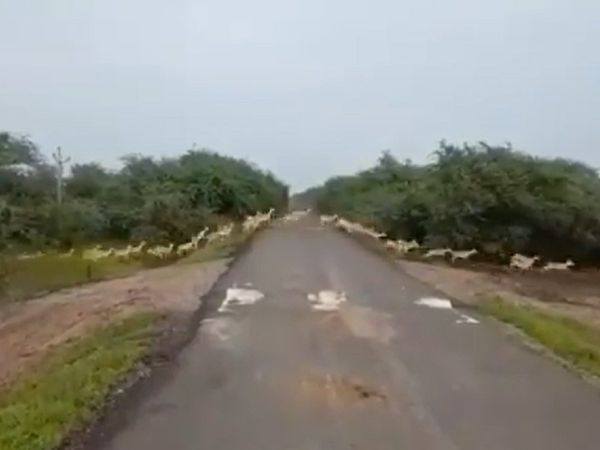 कुलांचे भरते सैकड़ों काले हिरणों ने कुछ यूं किया सड़क पार कि पीएम मोदी भी हो गए कायल