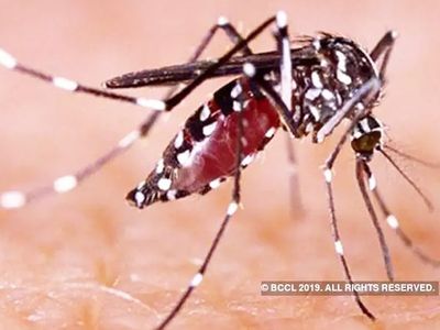 DENGUE CASES IN DELHI DENGUE CASES IN DELHI