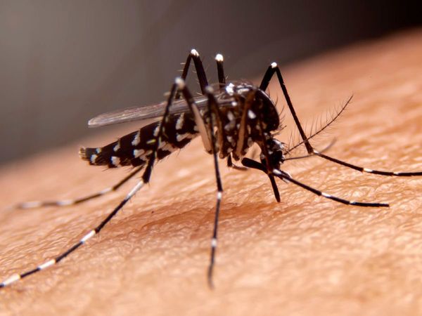 Dengue spread again in Patna