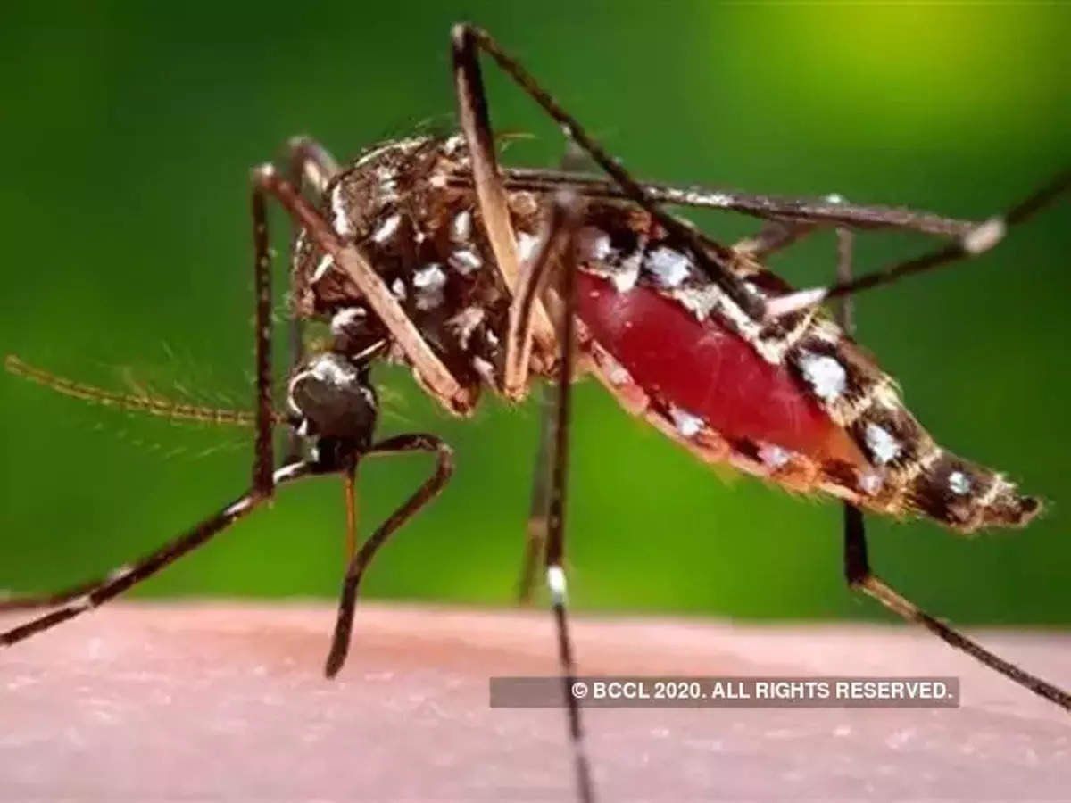 Delhi dengue cases: 6 साल बाद डेंगू के डंक से 23 लोगों की गई जान, दिल्ली सरकार, नगर निगम कौन है जिम्मेदार