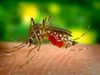 dengue cause and symptoms