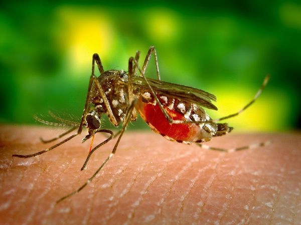 dengue cause and symptoms