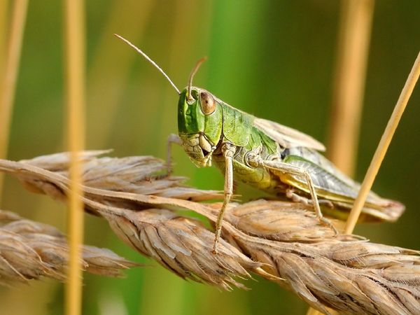 दिल्‍ली में कोरोना के बाद अब टिड्डों का संकट, घरों में बंद रखें खिड़की-दरवाजे