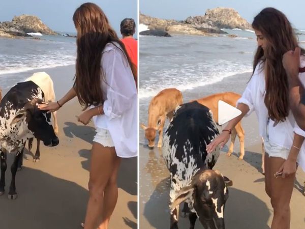 Aditya roy kapur Malang Co Star disha patani Spending Time With Cow Viral video