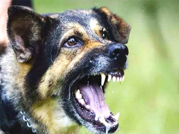 dog attack 