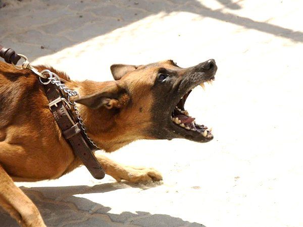 dog bite Representational Image