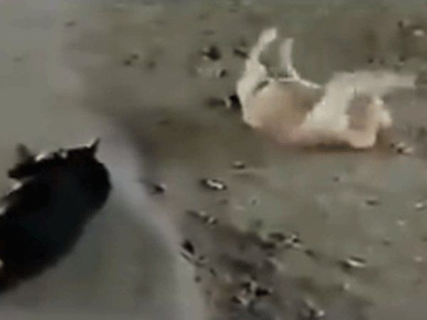 Viral Video: Have you ever seen nagin dance of a dog, then see now